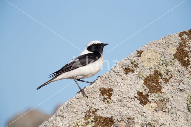 Oostelijke blonde tapuit (Oenanthe melanoleuca)