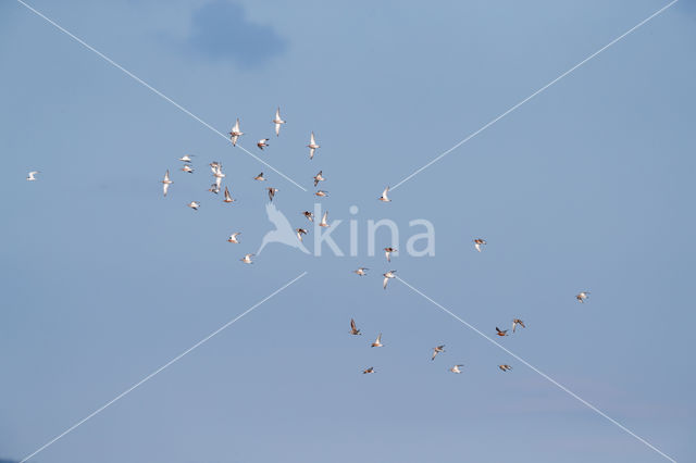 Krombekstrandloper (Calidris ferruginea)