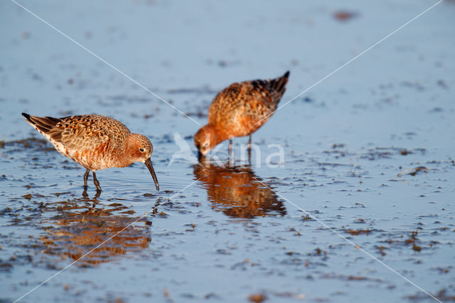 Krombekstrandloper (Calidris ferruginea)