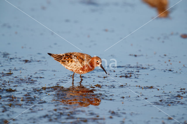 Krombekstrandloper (Calidris ferruginea)