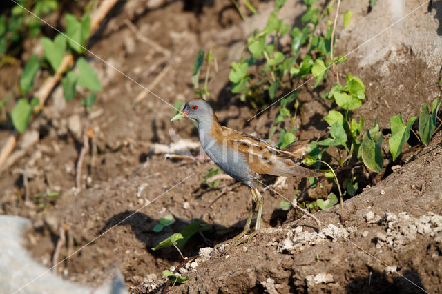 Klein Waterhoen (Porzana parva)