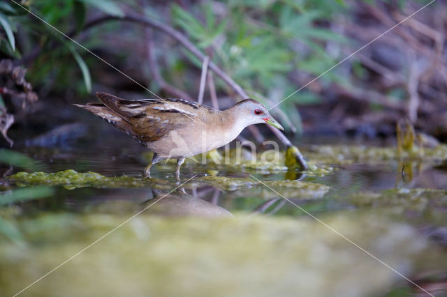 Klein Waterhoen (Porzana parva)