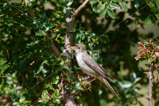 Griekse Spotvogel (Hippolais olivetorum)