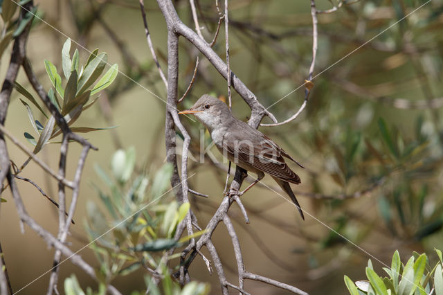 Olive-tree Warbler (Hippolais olivetorum)