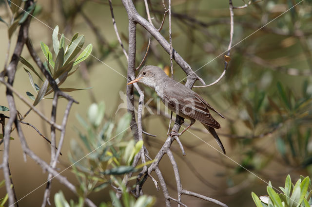 Olive-tree Warbler (Hippolais olivetorum)