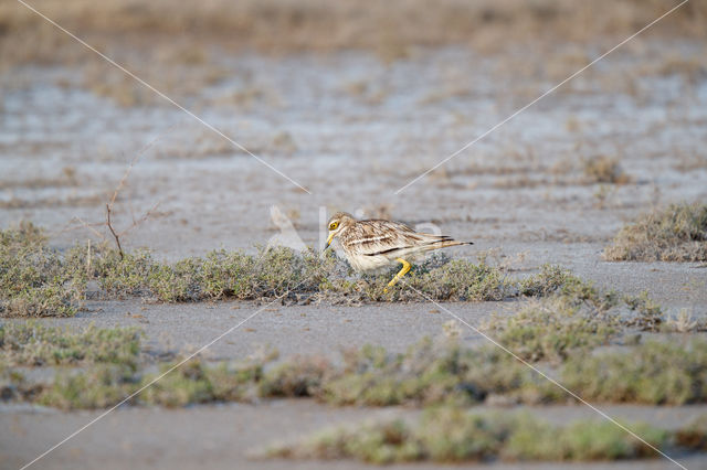 Griel (Burhinus oedicnemus)