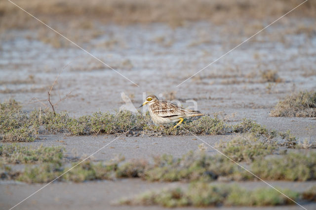 Eurasian Thick-knee (Burhinus oedicnemus)