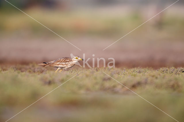 Eurasian Thick-knee (Burhinus oedicnemus)