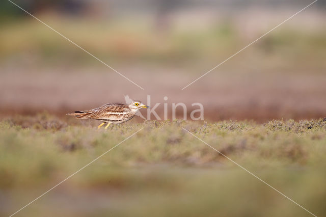 Eurasian Thick-knee (Burhinus oedicnemus)