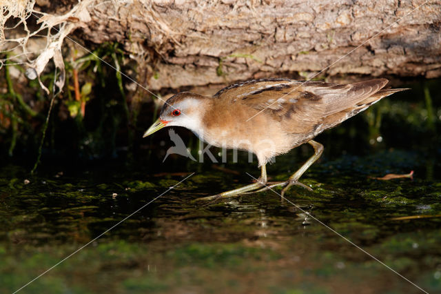 Klein Waterhoen (Porzana parva)