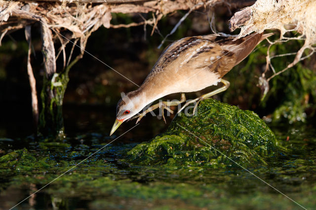 Klein Waterhoen (Porzana parva)