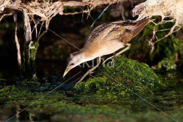 Klein Waterhoen (Porzana parva)