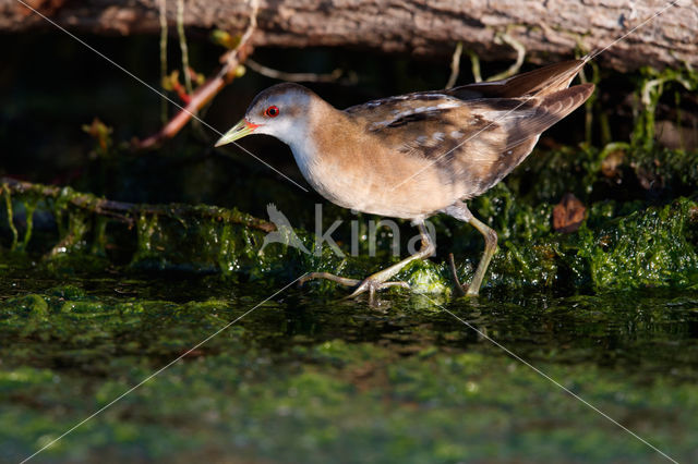 Klein Waterhoen (Porzana parva)