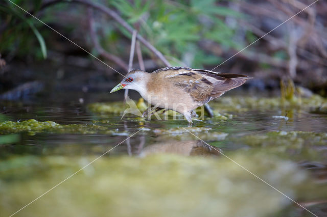 Little Crake (Porzana parva)