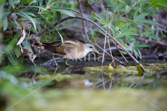 Klein Waterhoen (Porzana parva)