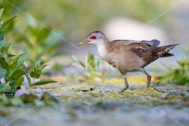 Klein Waterhoen (Porzana parva)