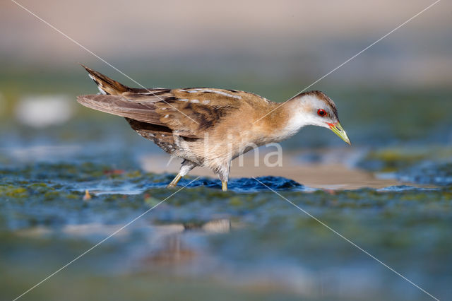 Little Crake (Porzana parva)