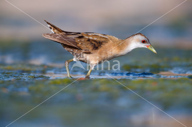 Little Crake (Porzana parva)