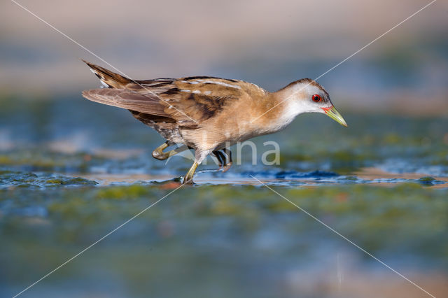 Little Crake (Porzana parva)