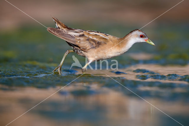 Klein Waterhoen (Porzana parva)