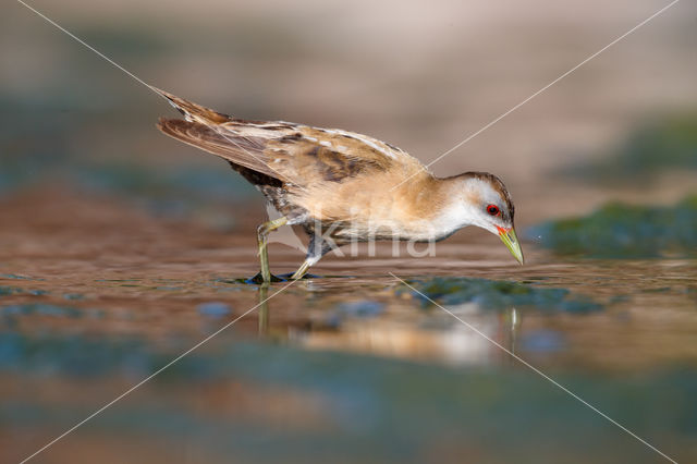 Little Crake (Porzana parva)