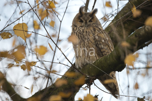 Long-eared Owl (Asio otus)