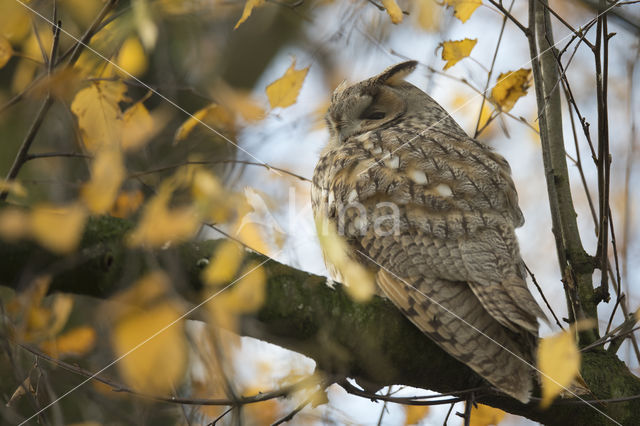 Long-eared Owl (Asio otus)