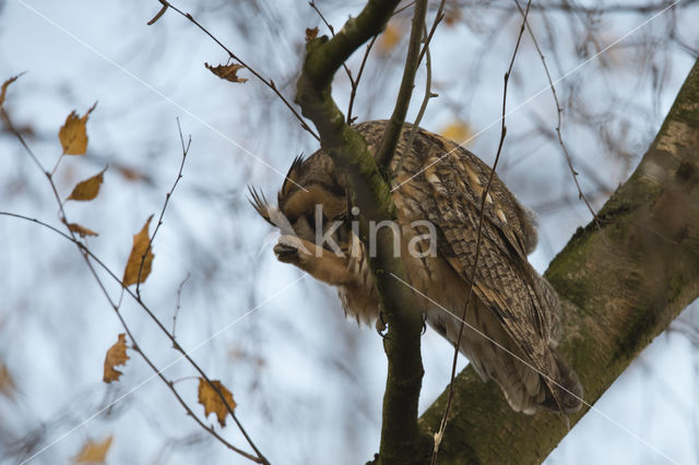 Long-eared Owl (Asio otus)