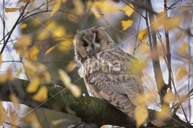 Long-eared Owl (Asio otus)