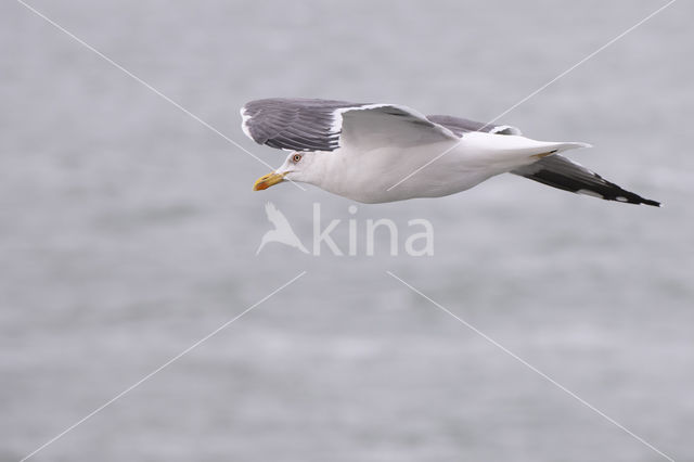 Herring Gull (Larus argentatus)
