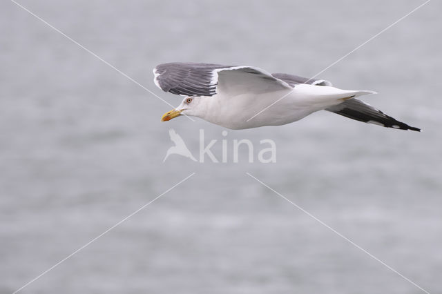 Zilvermeeuw (Larus argentatus)