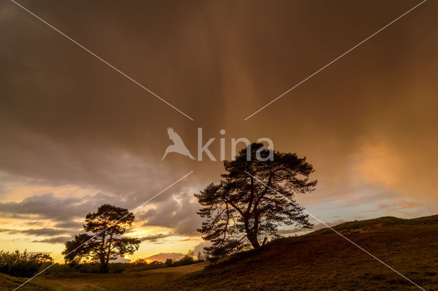 Scots Pine (Pinus sylvestris)