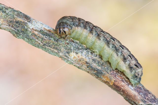 Large Yellow Underwing (Noctua pronuba)