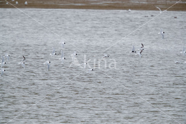 Dwergmeeuw (Larus minutus)