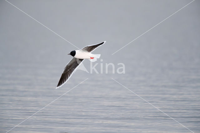 Dwergmeeuw (Larus minutus)