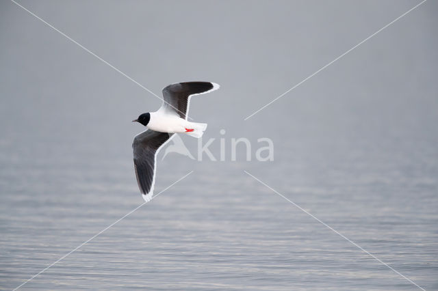 Dwergmeeuw (Larus minutus)