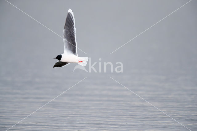 Dwergmeeuw (Larus minutus)