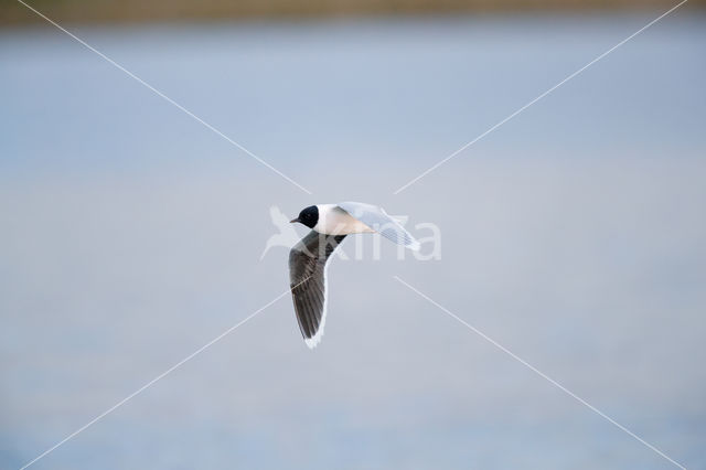 Dwergmeeuw (Larus minutus)