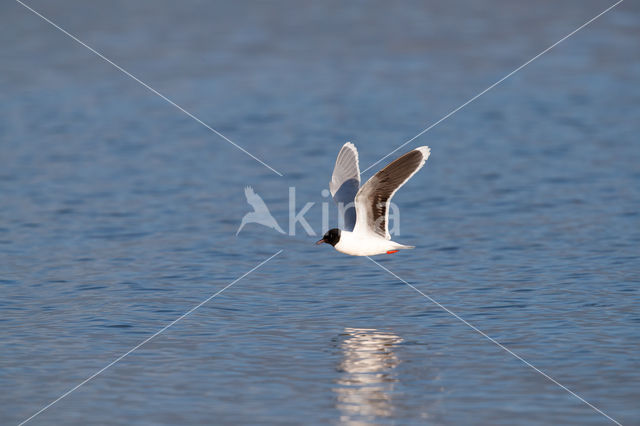 Dwergmeeuw (Larus minutus)