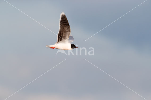 Dwergmeeuw (Larus minutus)