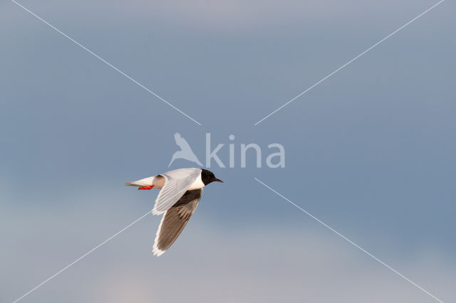 Dwergmeeuw (Larus minutus)