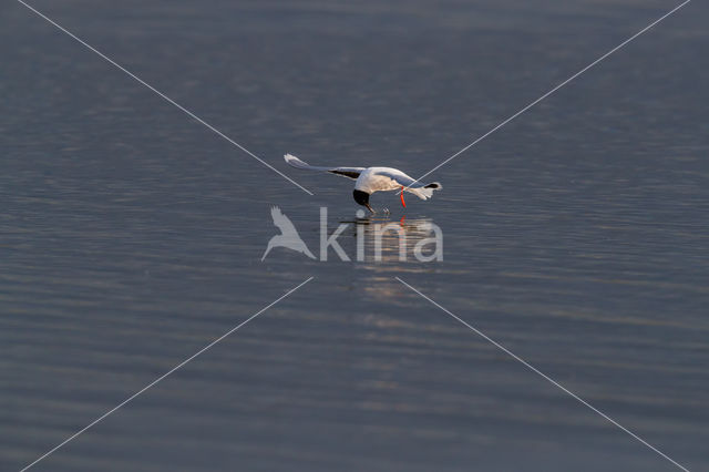 Dwergmeeuw (Larus minutus)