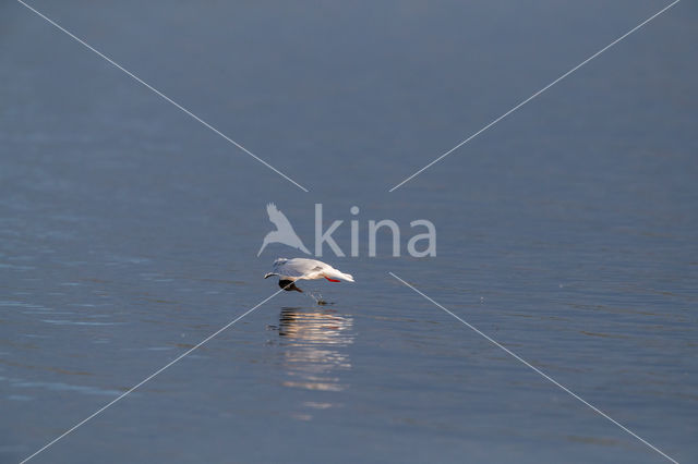 Dwergmeeuw (Larus minutus)