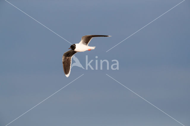 Dwergmeeuw (Larus minutus)