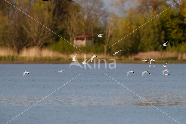 Dwergmeeuw (Larus minutus)