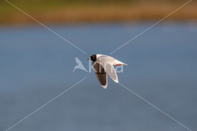 Dwergmeeuw (Larus minutus)