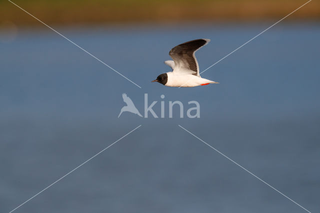 Dwergmeeuw (Larus minutus)