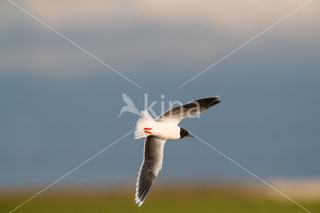 Dwergmeeuw (Larus minutus)