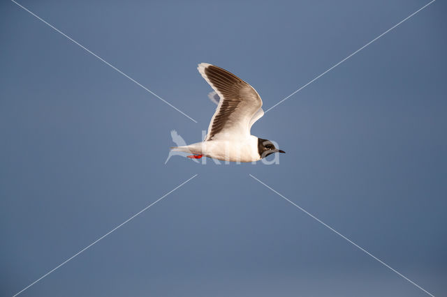 Dwergmeeuw (Larus minutus)