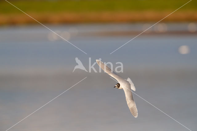 Dwergmeeuw (Larus minutus)